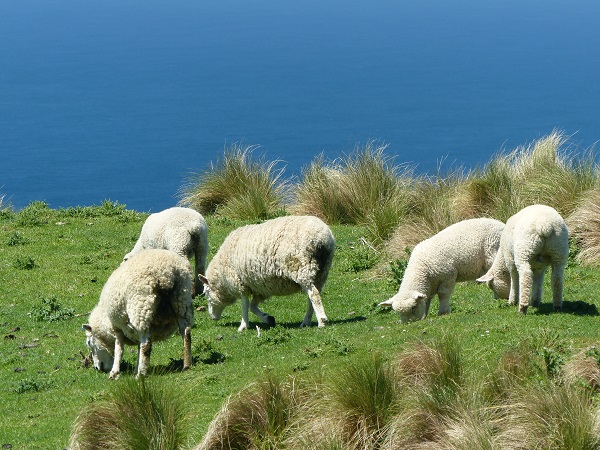Sheep, of course, Otago Peninsula Dec 2015